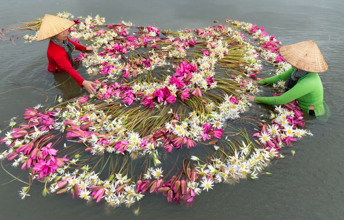 Foreign media impressed with Vietnamese waterlily harvest